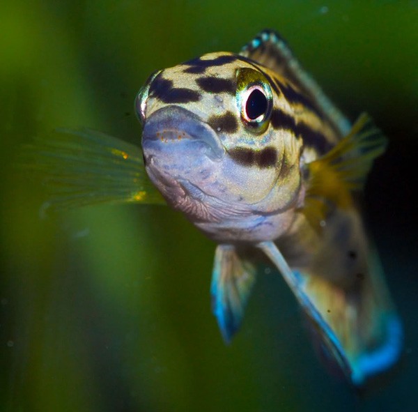 Julidochromis Regani 3