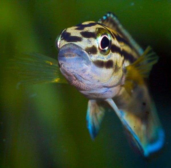 Julidochromis Regani 3