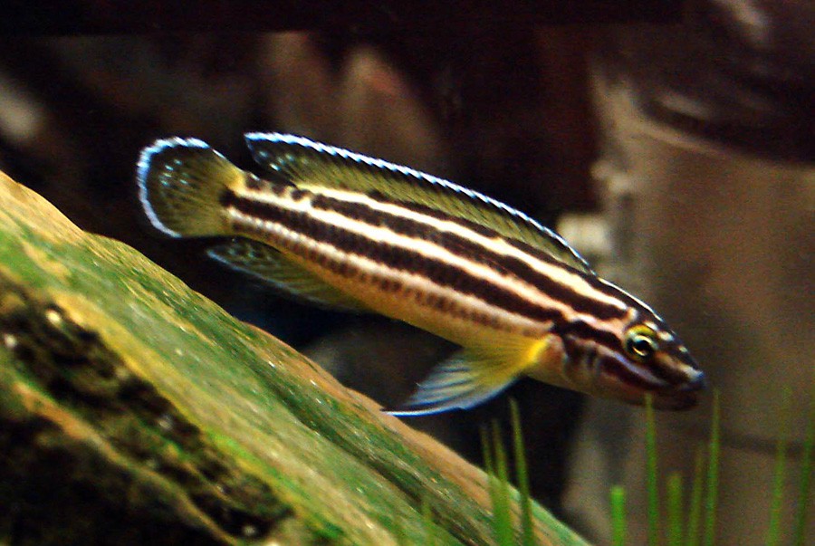 Julidochromis Regani 4