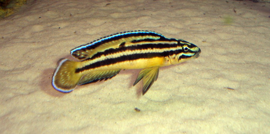 Julidochromis Regani 5