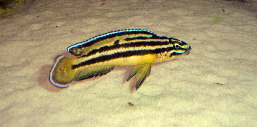 Julidochromis Regani 5