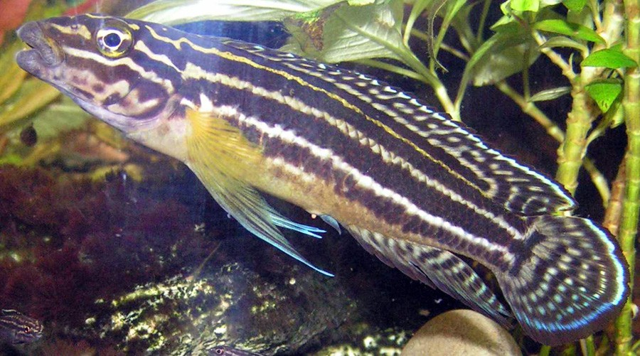 Julidochromis Regani 6