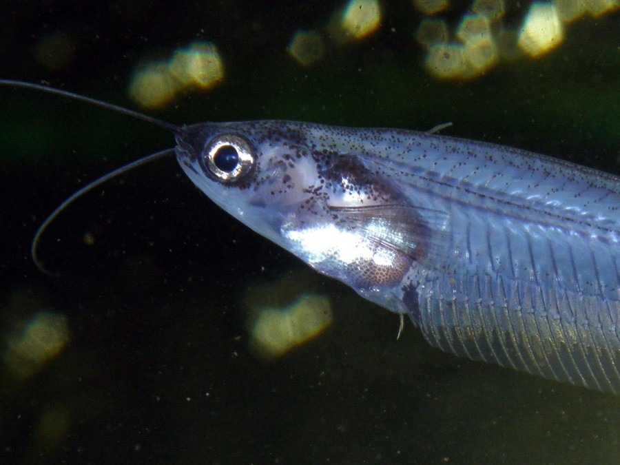 Kryptopterus Minor