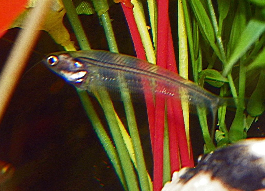 Kryptopterus Minor 2