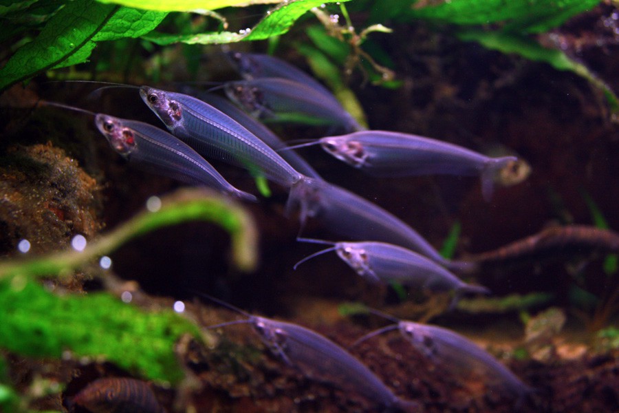 Kryptopterus Minor 3