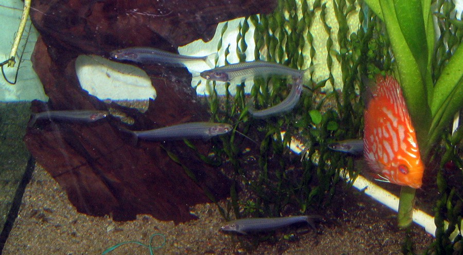 Kryptopterus Minor 5