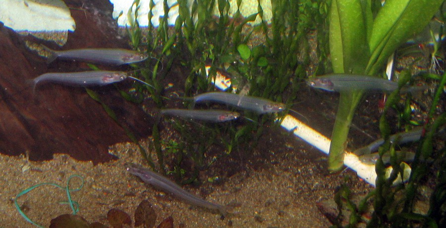 Kryptopterus Minor 6