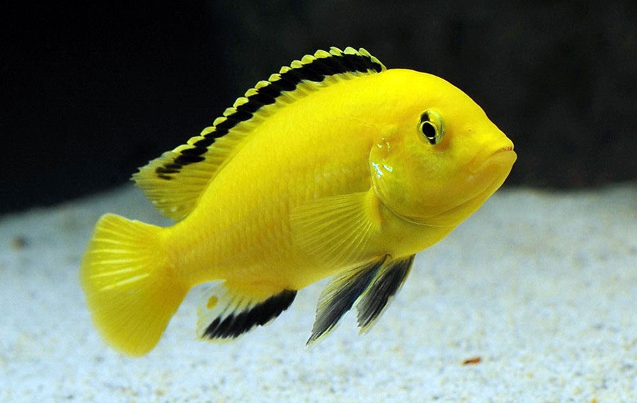 Labidochromis Caeruleus 2