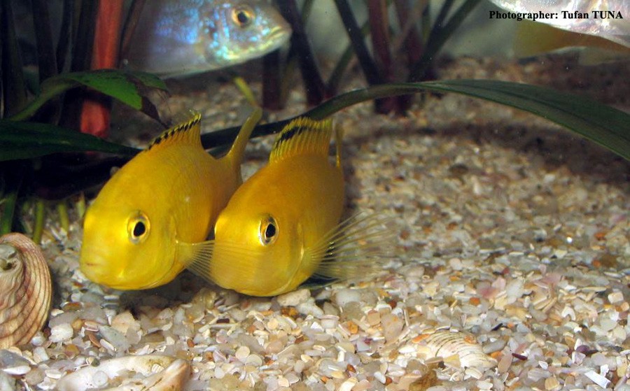 Labidochromis Caeruleus 3