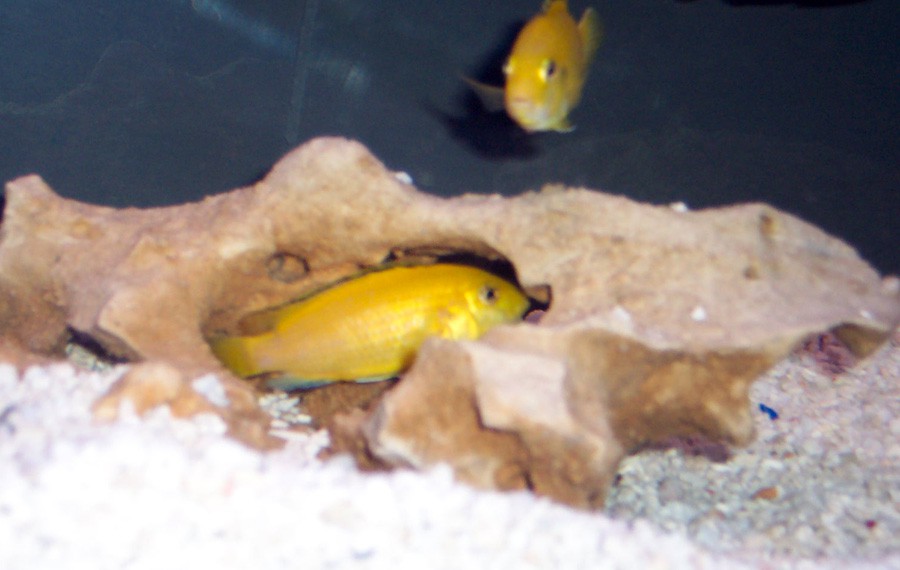 Labidochromis Caeruleus 4