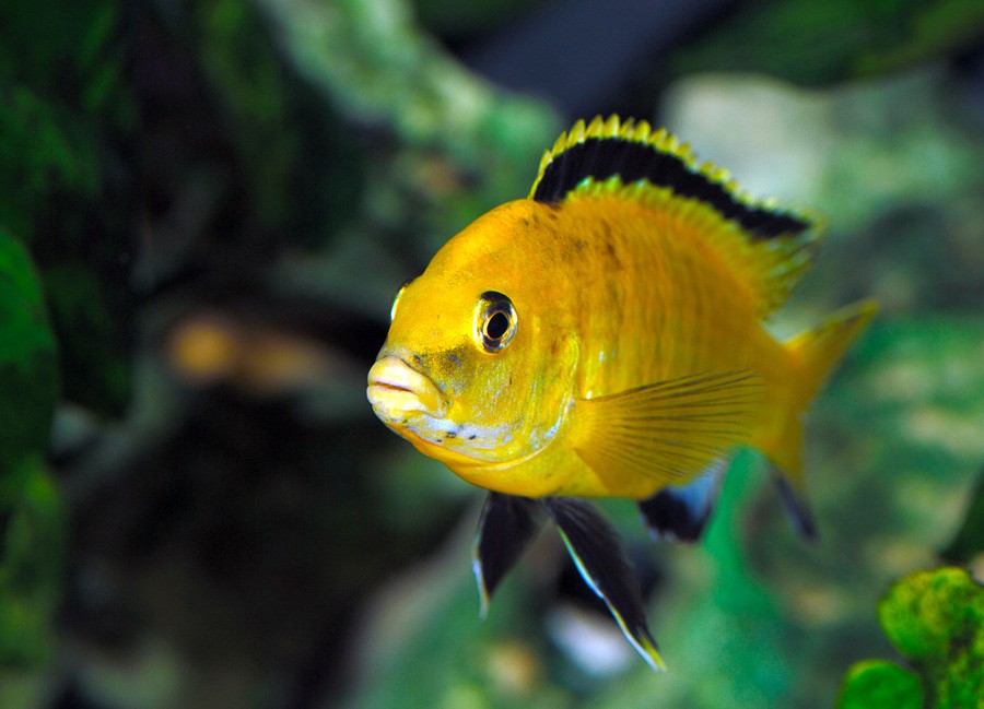 Labidochromis Caeruleus 5