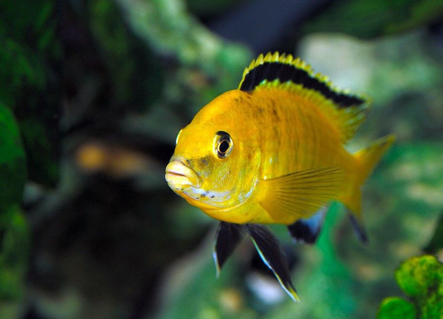 Labidochromis Caeruleus 5