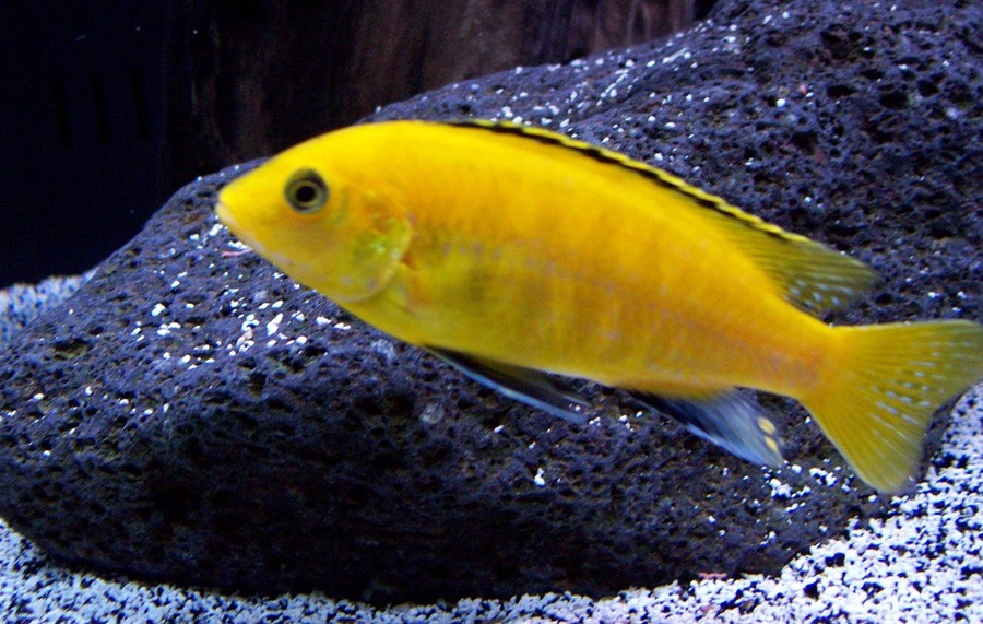 Labidochromis Caeruleus 6