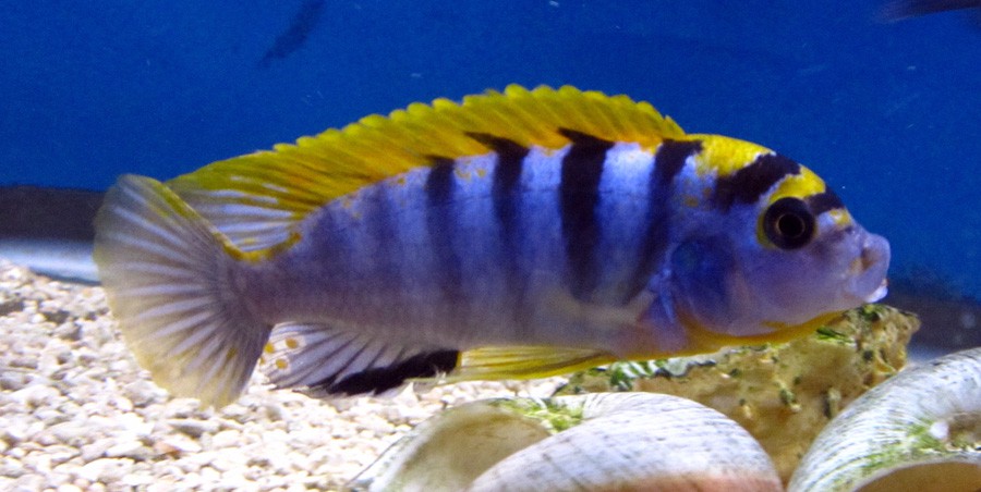 Labidochromis sp. Hongi 2