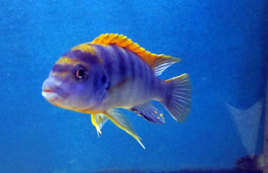 Labidochromis sp. Hongi 3