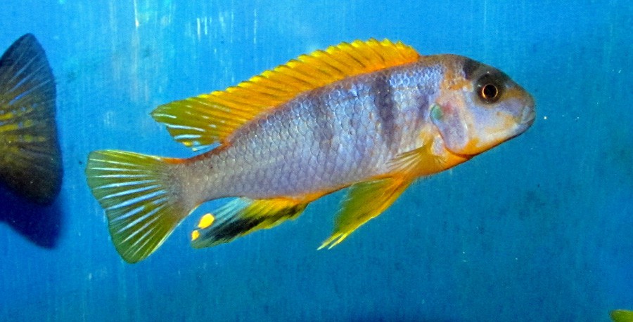 Labidochromis sp. Hongi 4
