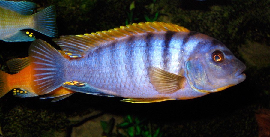 Labidochromis sp. Hongi 5