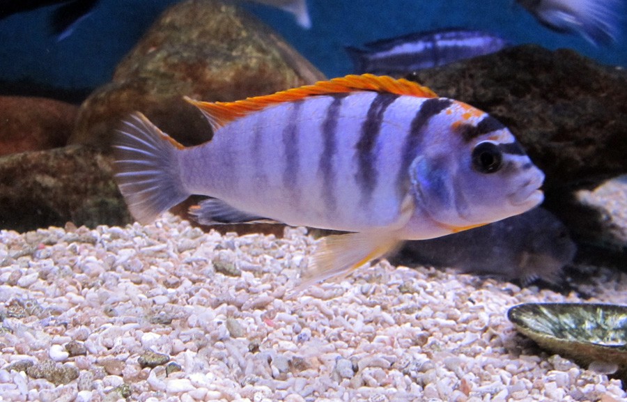 Labidochromis sp. Hongi 6