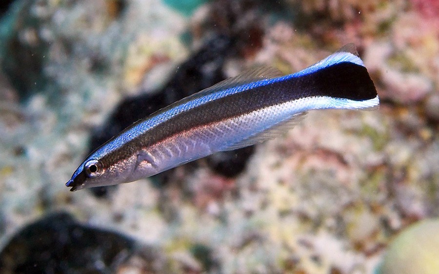 Lábrido Limpiador Azul