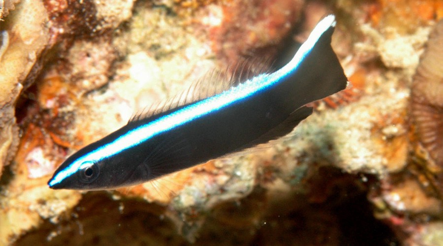 Labroides Dimidiatus 2