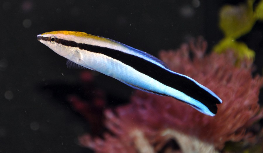 Labroides Dimidiatus 3