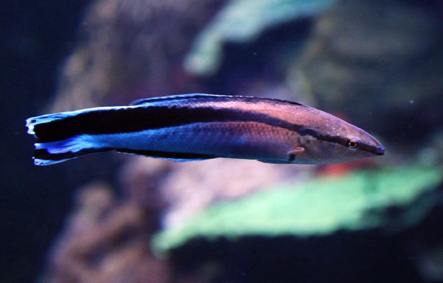 Labroides Dimidiatus 4