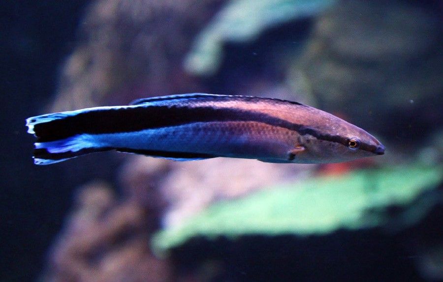Labroides Dimidiatus 4