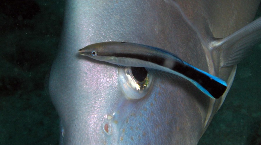 Labroides Dimidiatus 5