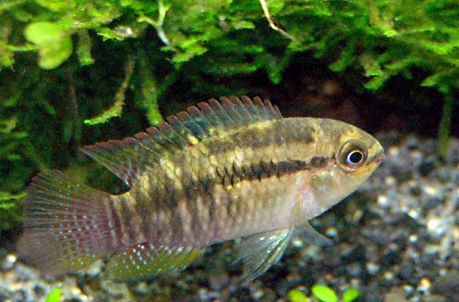 Laetacara Curviceps