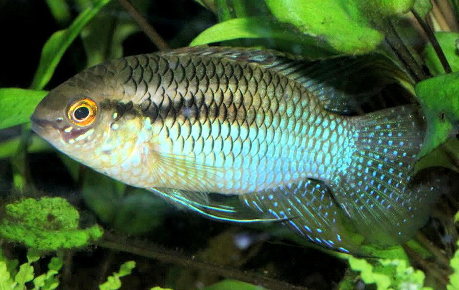 Laetacara Curviceps 2