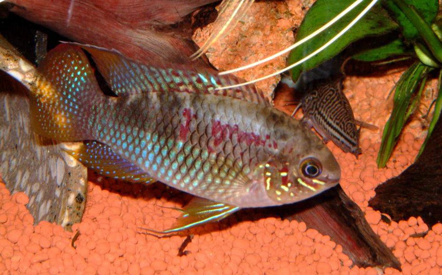 Laetacara Curviceps 3