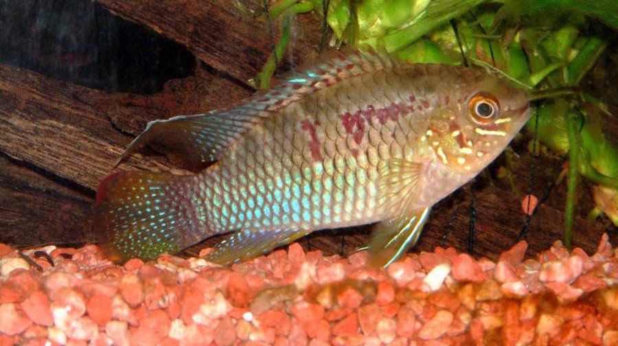 Laetacara Curviceps 4