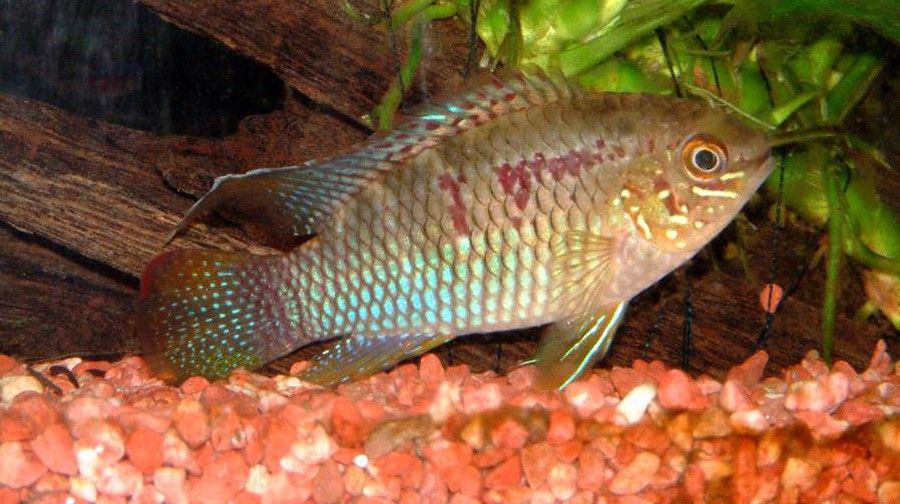 Laetacara Curviceps 4
