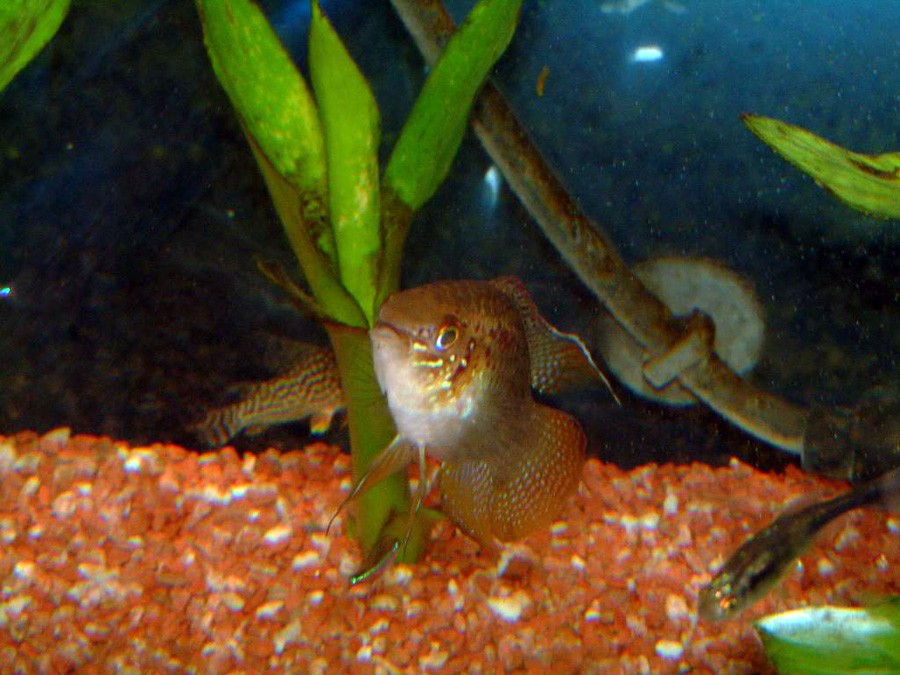 Laetacara Curviceps 5