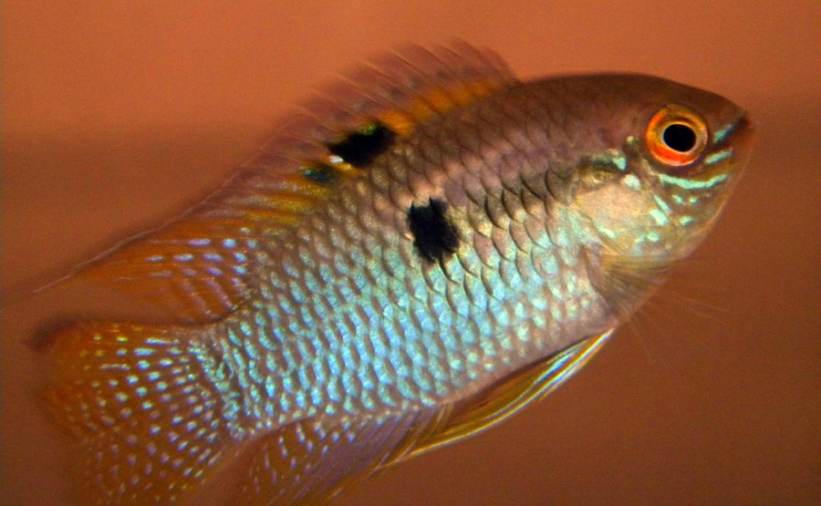 Laetacara Curviceps 6