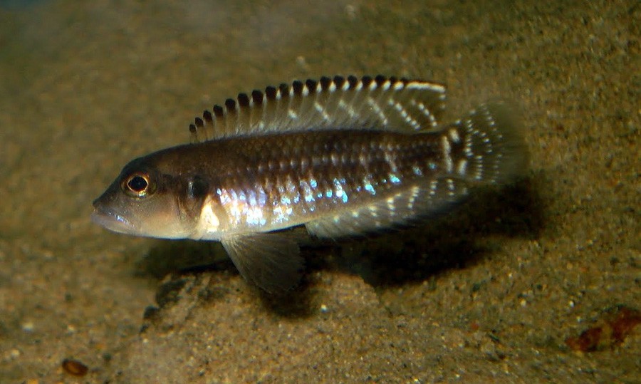 Conchicola Nacarado