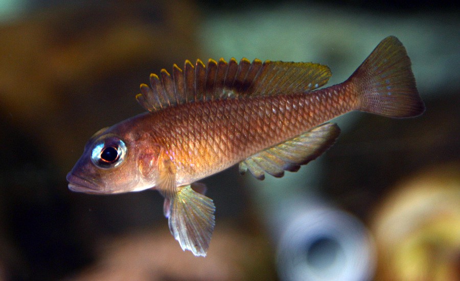 Lamprologus Meleagris 2