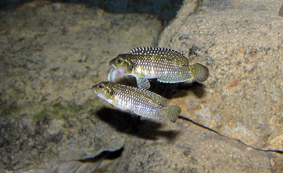 Lamprologus Meleagris 3
