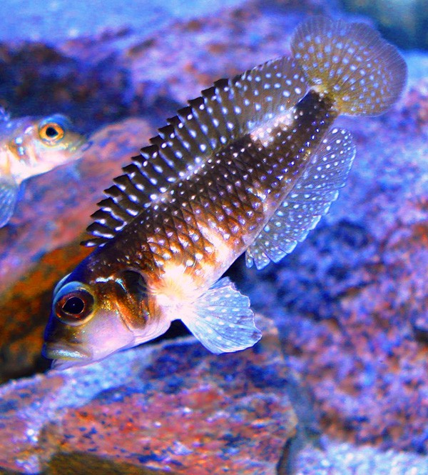 Lamprologus Meleagris 4