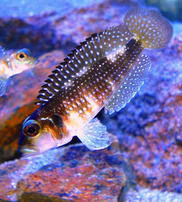 Lamprologus Meleagris 4