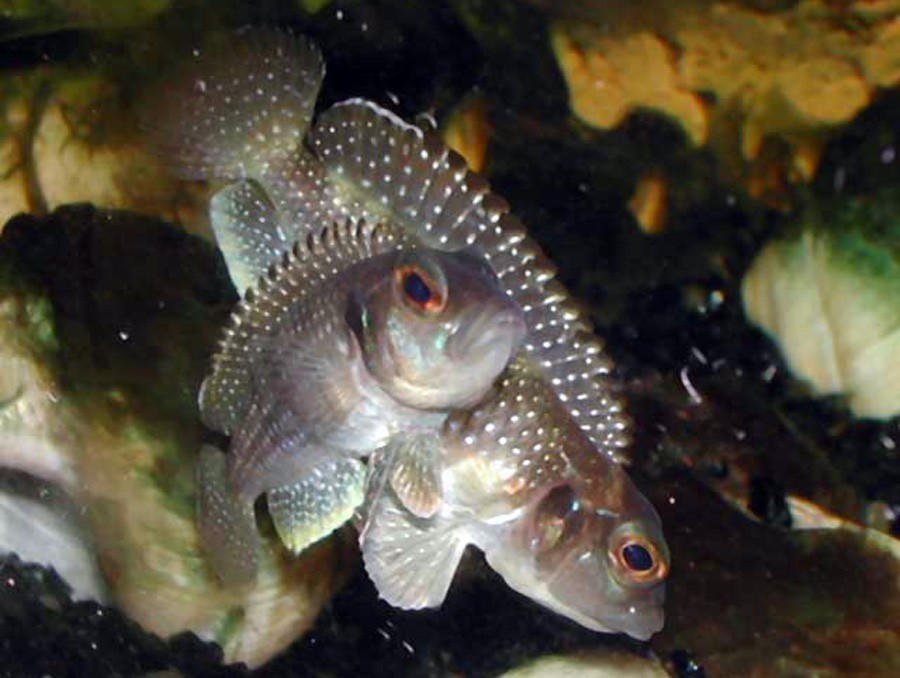 Lamprologus Meleagris 5