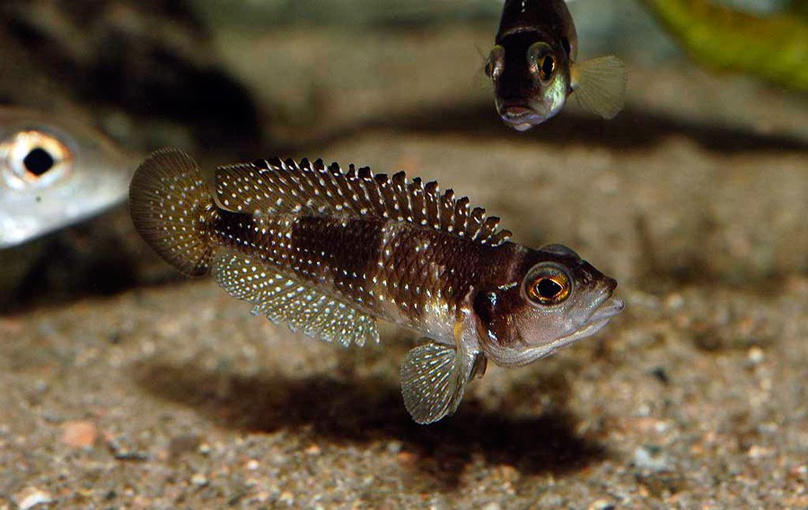 Lamprologus Meleagris 6
