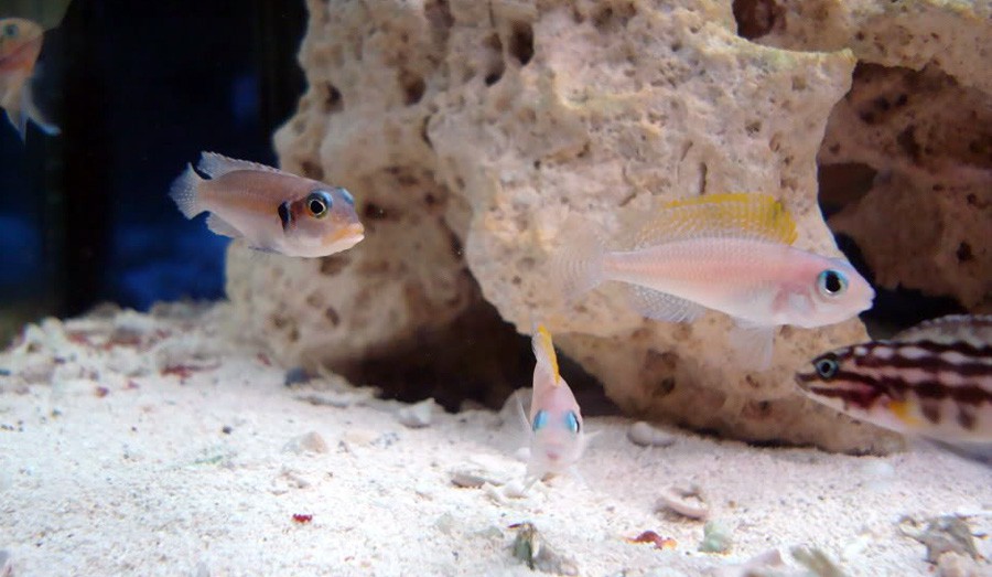 Ocellatus