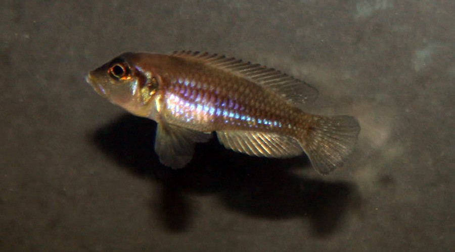 Lamprologus Ocellatus 2