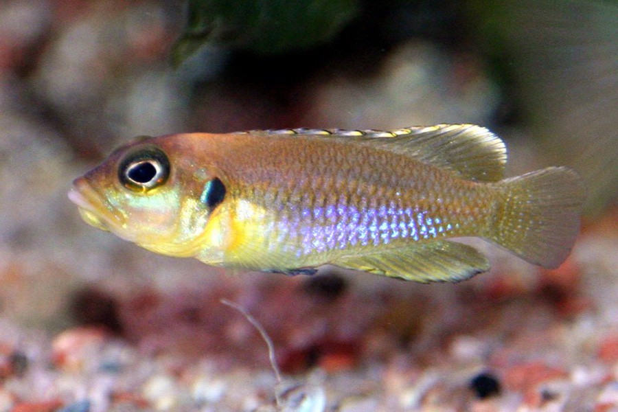Lamprologus Ocellatus 3