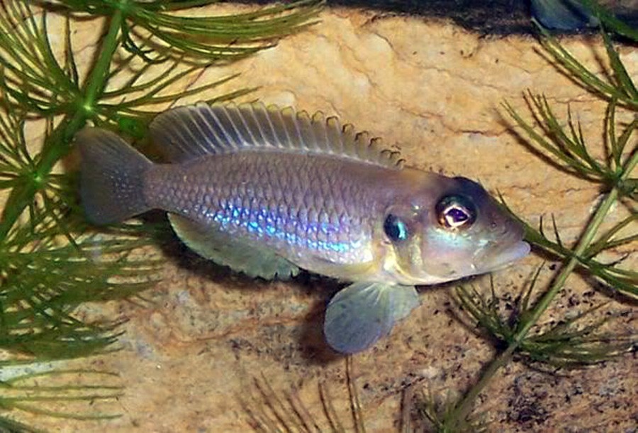 Lamprologus Ocellatus 4