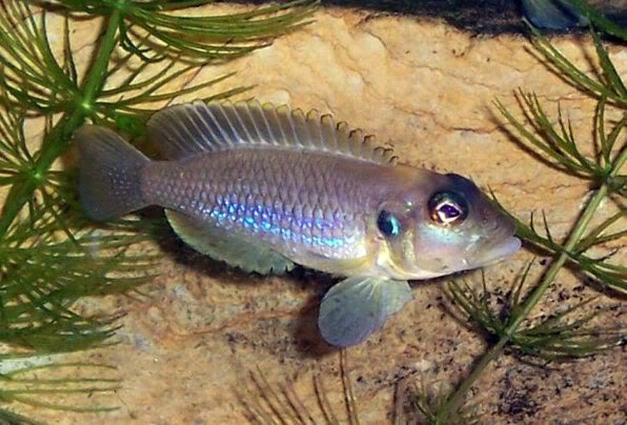 Lamprologus Ocellatus 4