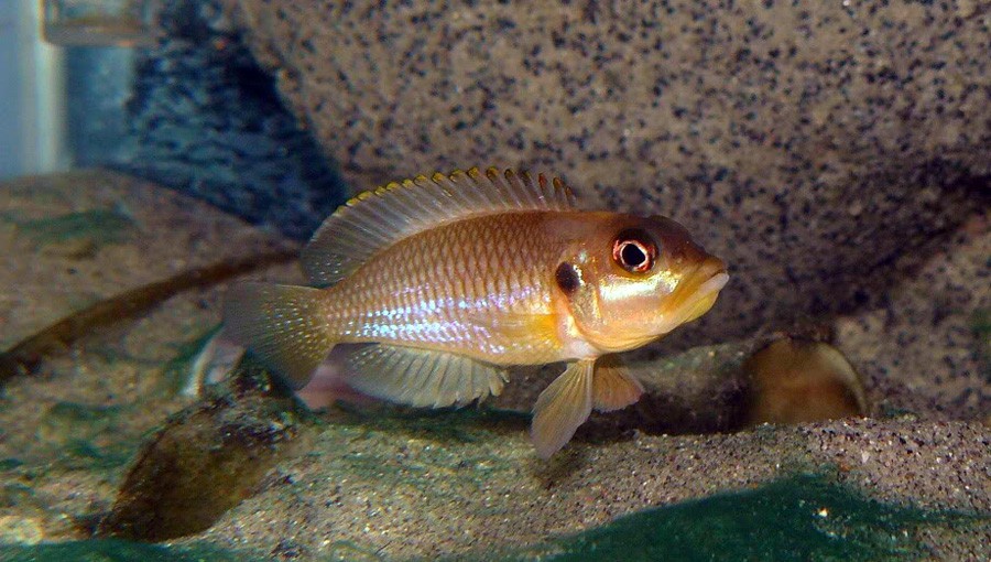 Lamprologus Ocellatus 5