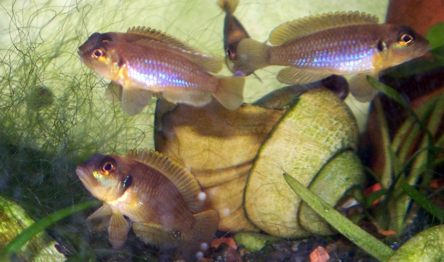 Lamprologus Ocellatus 6