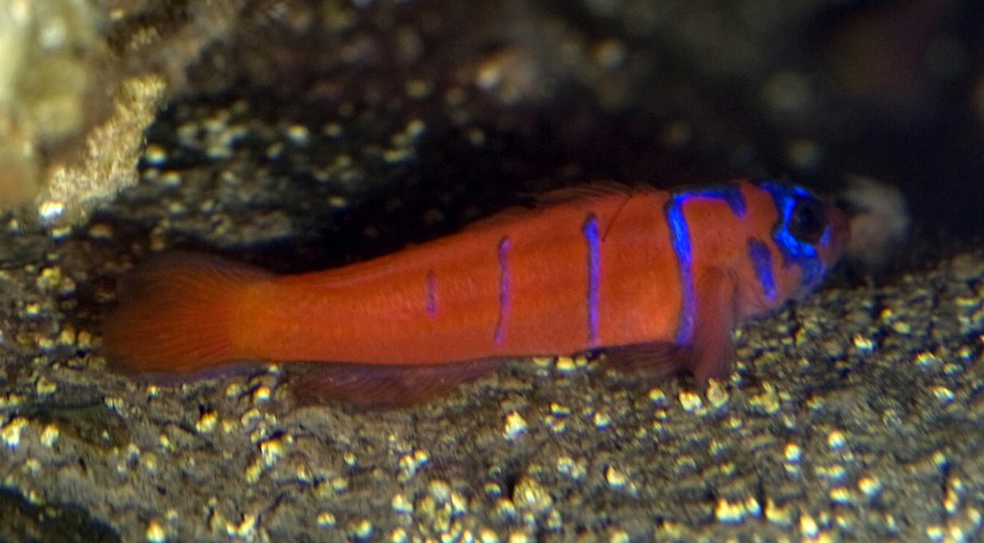 Gobio Catalina Azul